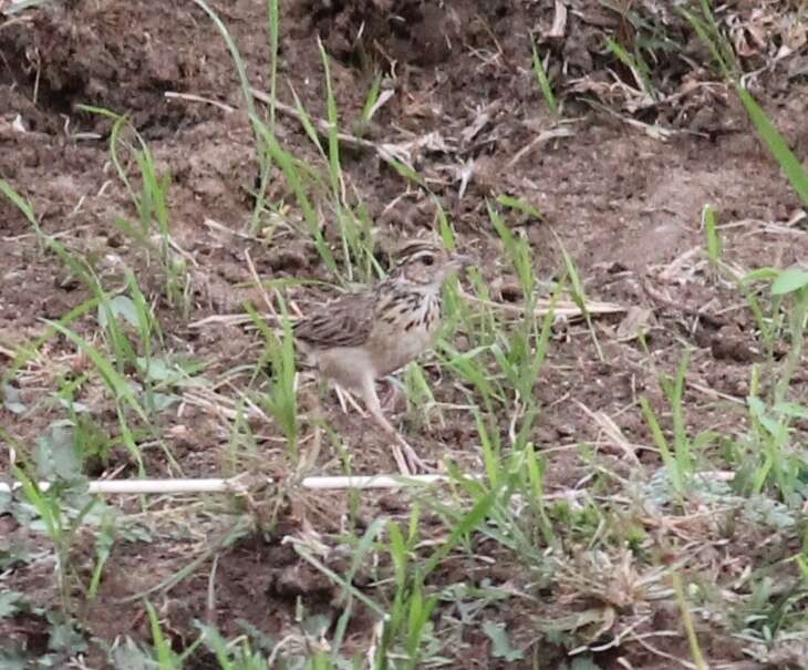 Image of Jerdon's Bush Lark