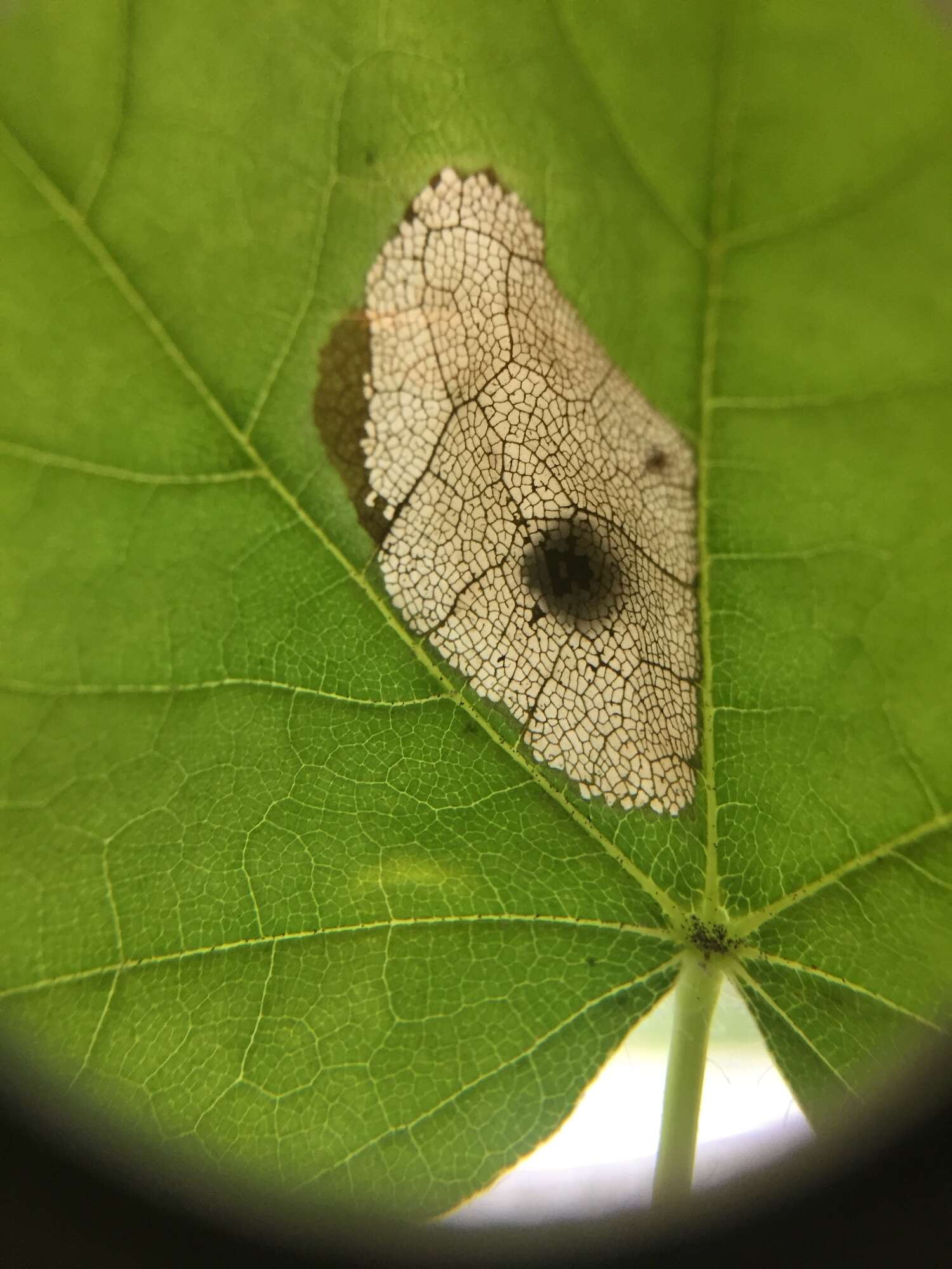 Image of Lesser Maple Leaf Blotch Miner