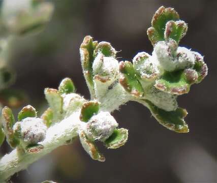 Plancia ëd Olearia exiguifolia F. Müll.