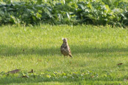 Image of Mistle Thrush