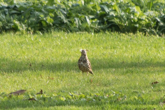 Image of Mistle Thrush