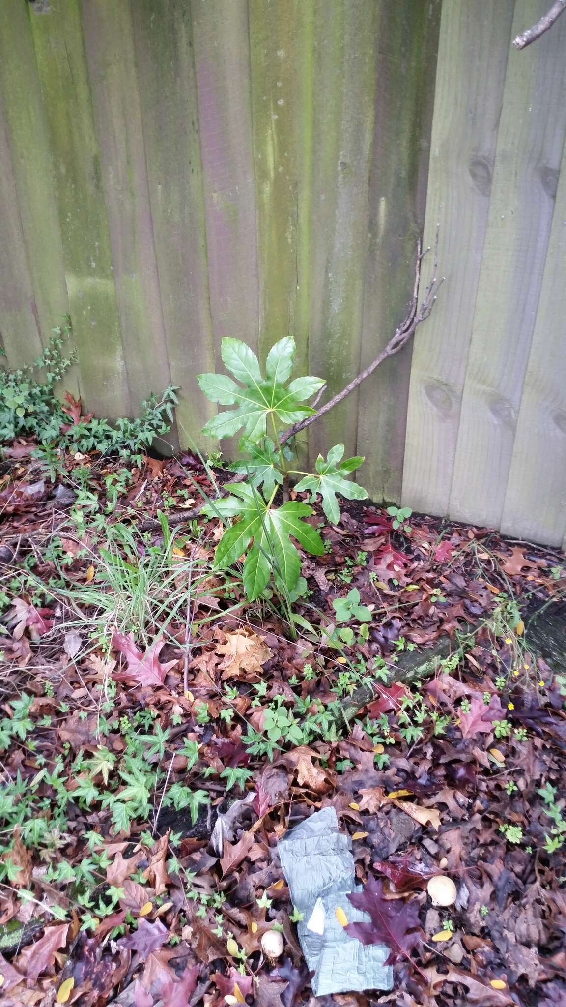 صورة Fatsia