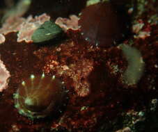 Image of Williamia peltoides (Carpenter 1864)