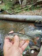 Image of Bluehead Chub