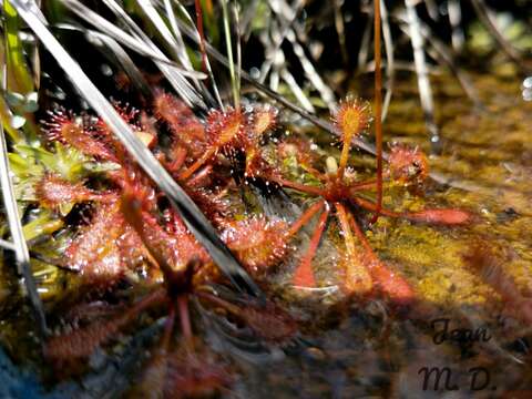 Image of Drosera communis St. Hil.