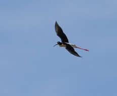 Image of Hawaiian stilt