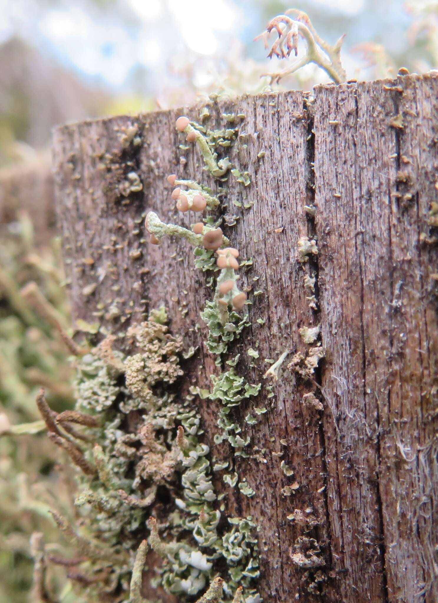 Image of cup lichen