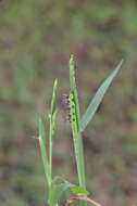Image of Brook Crown Grass