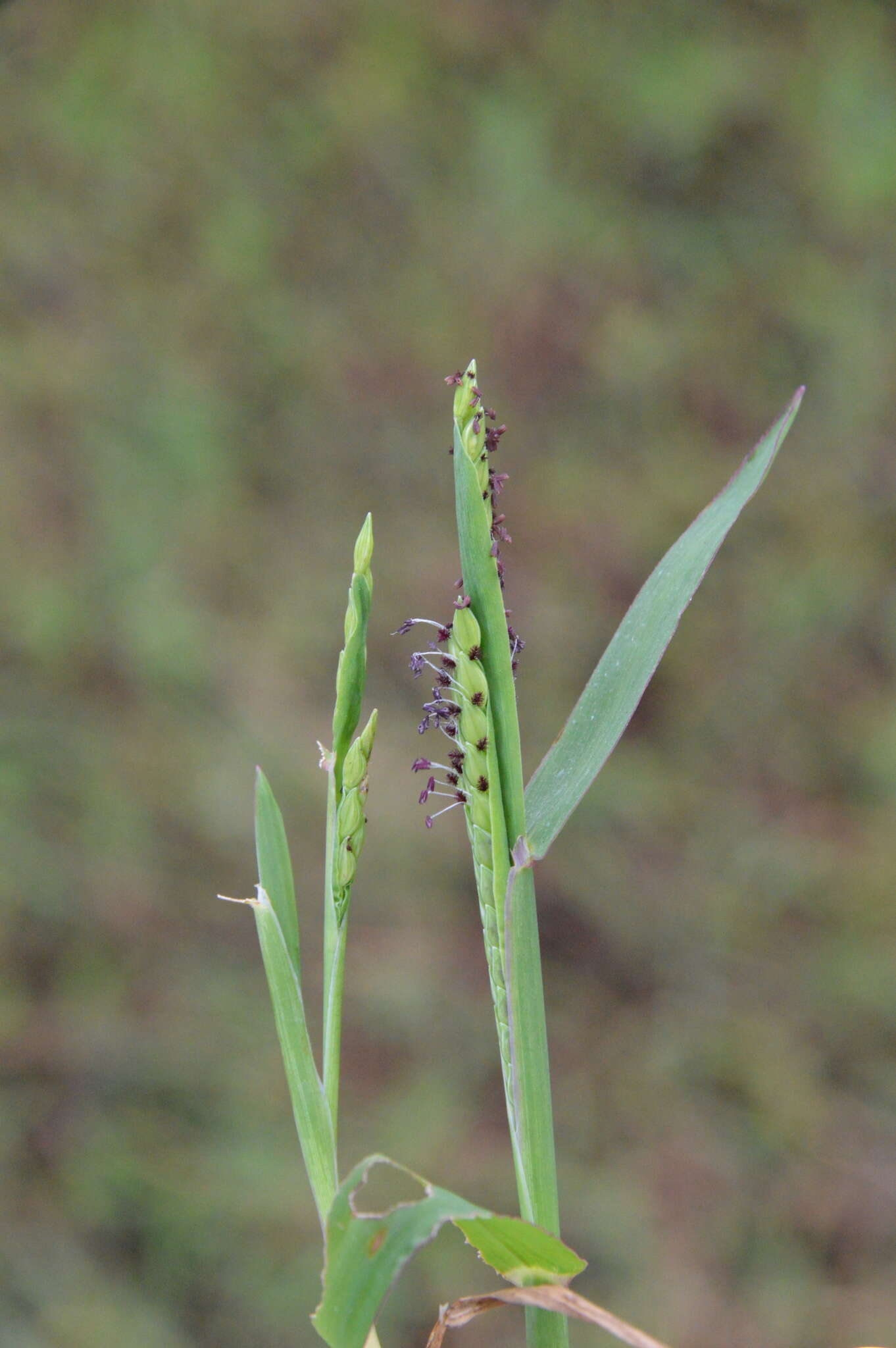 Image of Brook Crown Grass