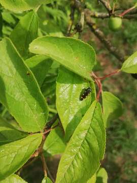 Imagem de Ptosima undecimmaculata (Herbst 1784)