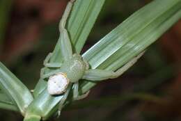 Image of Massuria bellula Xu, Han & Li 2008