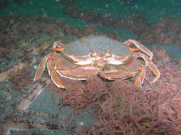 Image of <i>Platymera gaudichaudii</i>