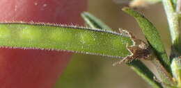 Image of <i>Tephrosia <i>capensis</i></i> var. capensis