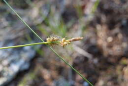 Image of Carex amgunensis F. Schmidt