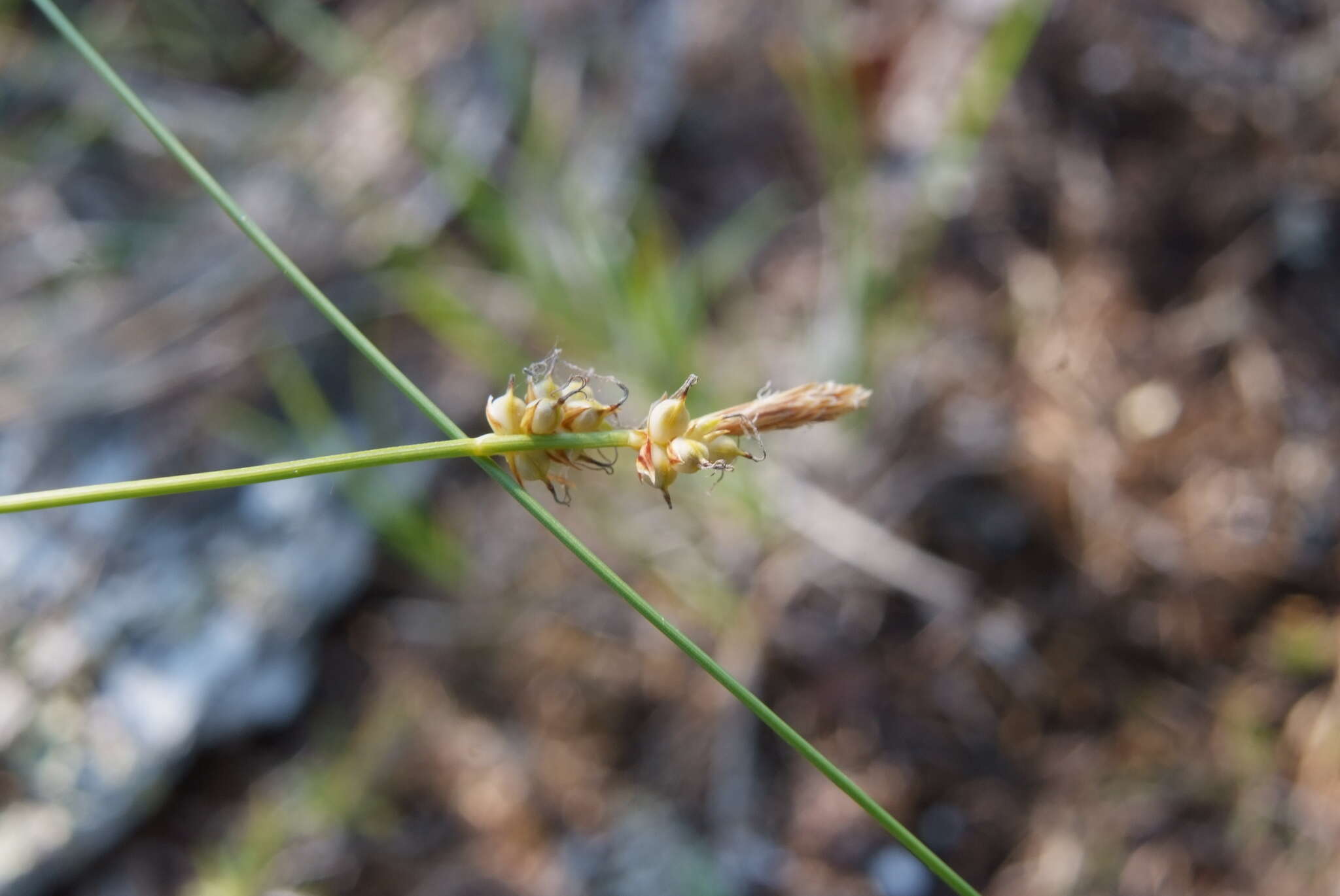 Image of Carex amgunensis F. Schmidt