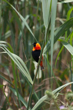 Image of Red Bishop