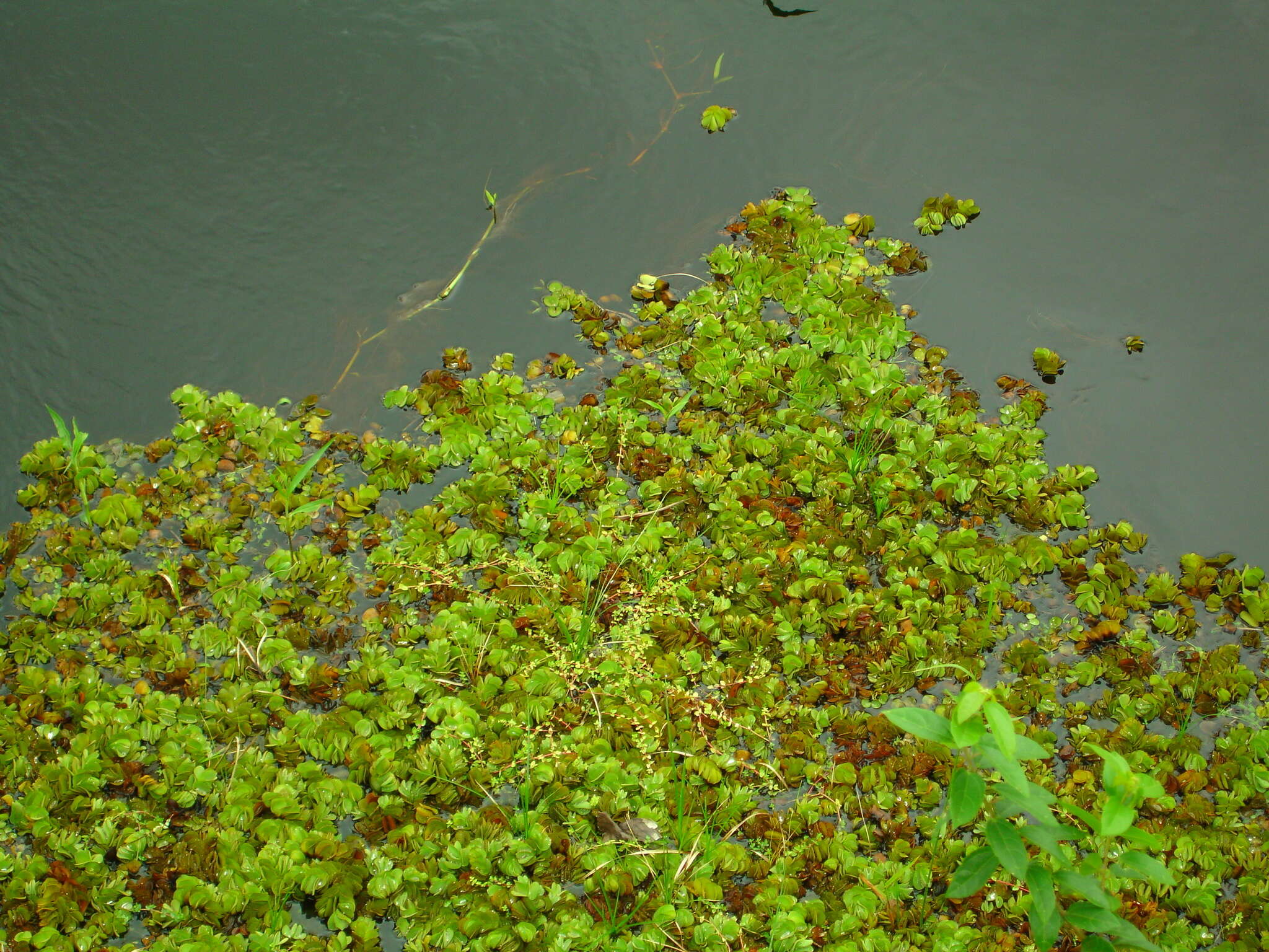 Image of eared watermoss