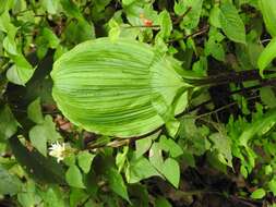 Image of Govenia alba A. Rich. & Galeotti