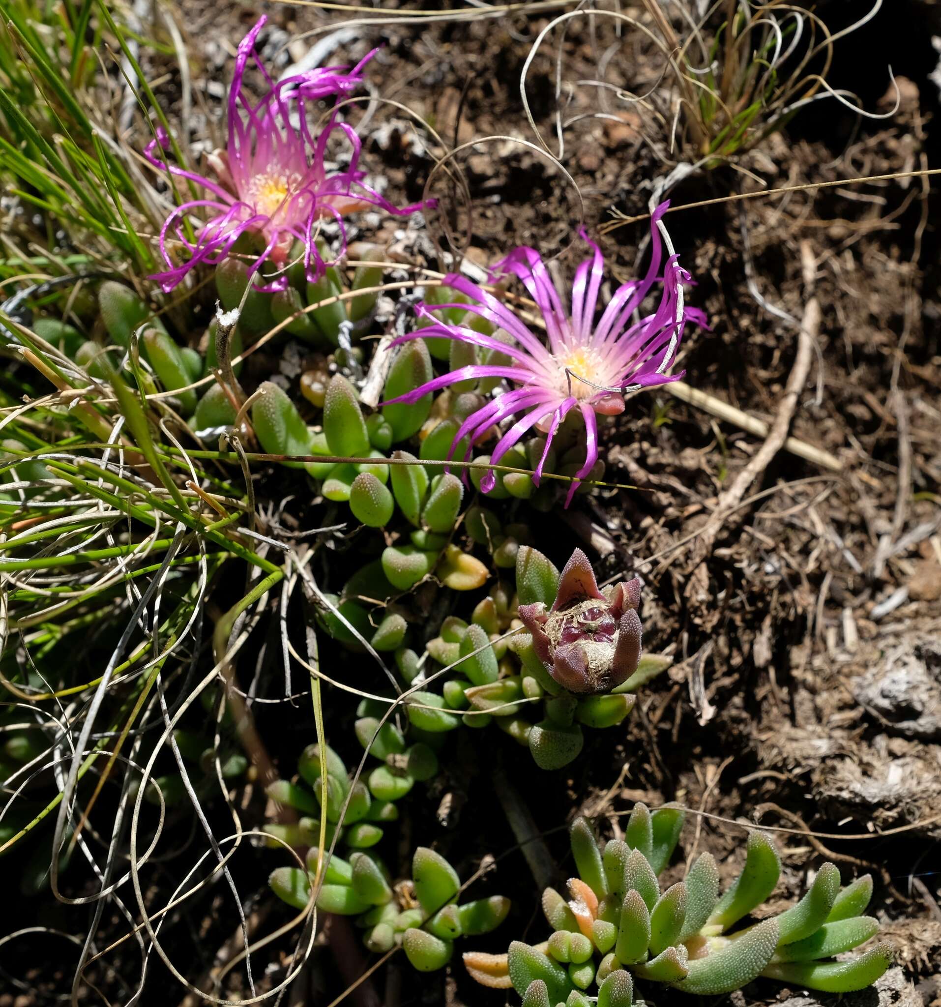 صورة Delosperma basuticum L. Bol.