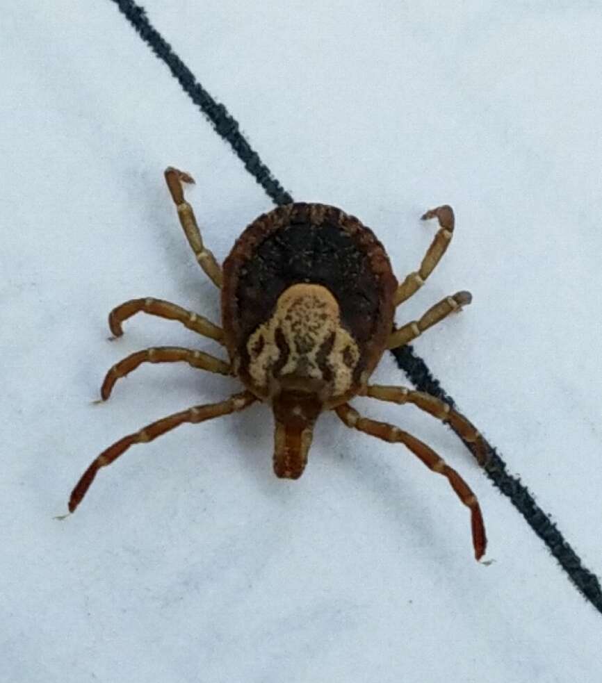 Image of Cayenne tick