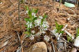 Plancia ëd <i>Prunus pumila</i> var. <i>depressa</i>