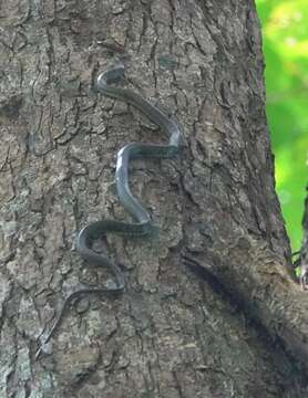 Image of Banded Flying Snake