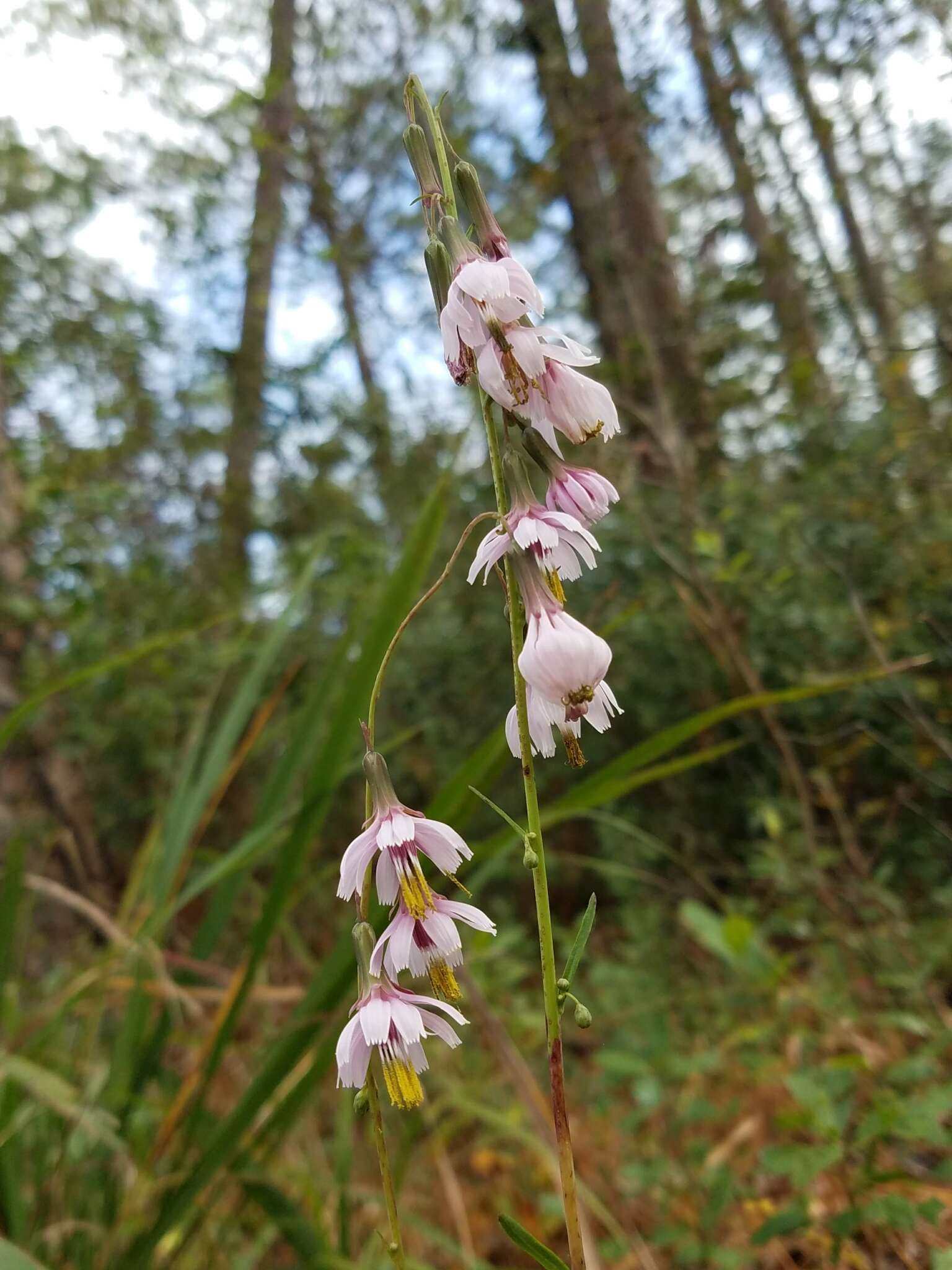 Image de Nabalus autumnalis (Walt.) Weakley