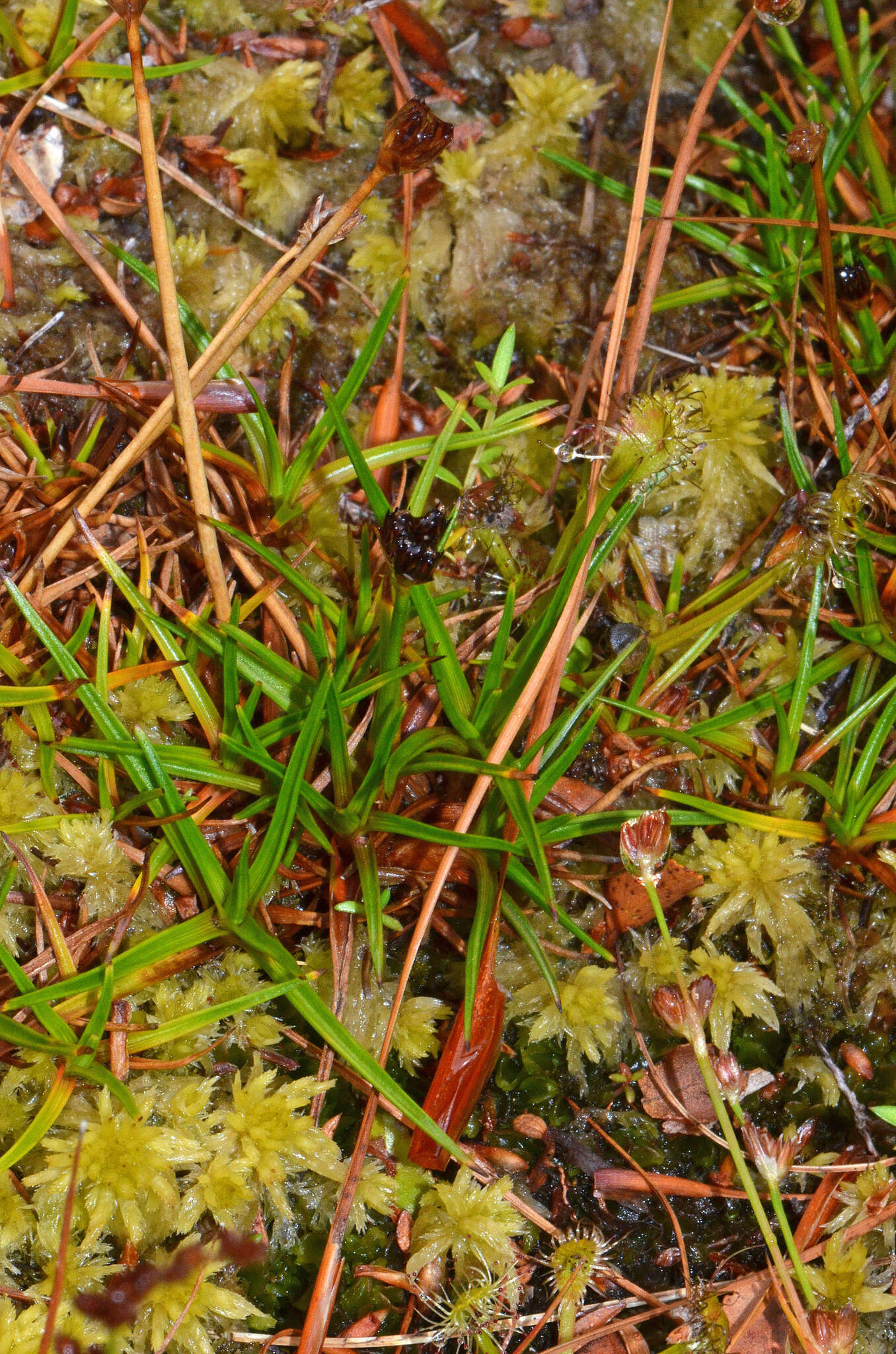 Слика од Juncus antarcticus Hook.