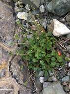 Image of Common Scurvygrass