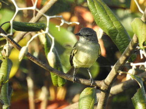 Image of Guianan Tyrannulet