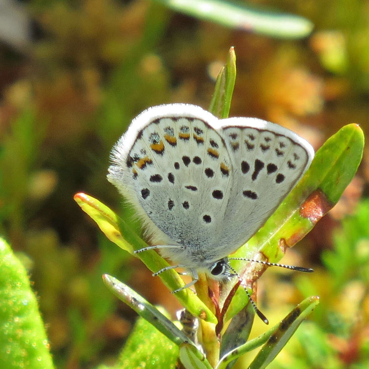 Image of <i>Plebejus idas empetri</i> T. Freeman 1938