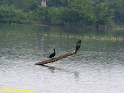 Image de Anhinga roux