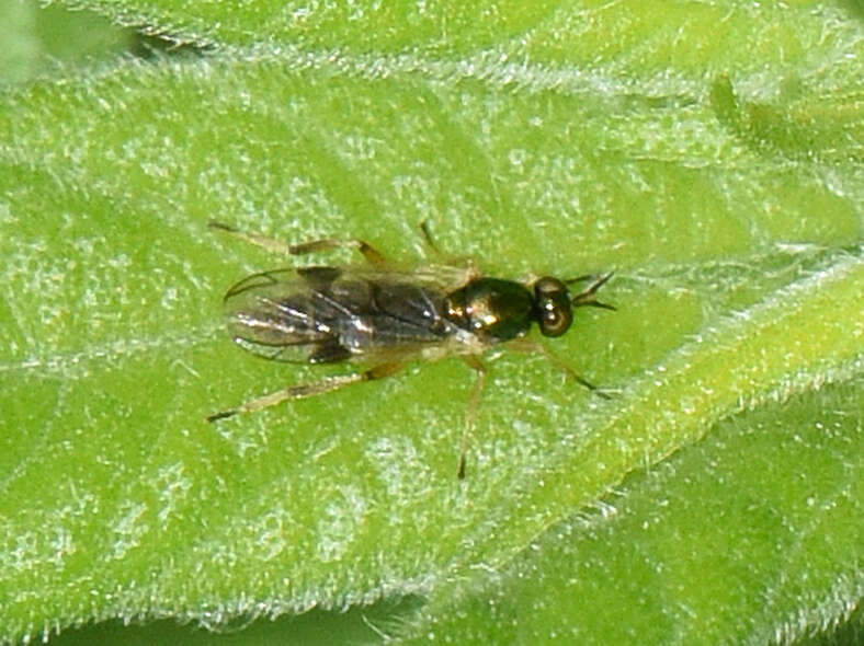 Image of Actina viridis (Say 1824)