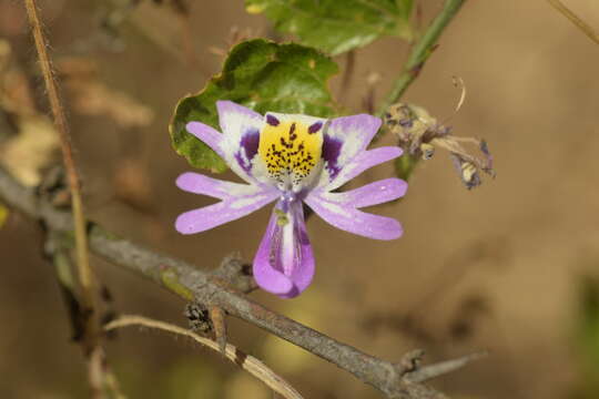 Imagem de Schizanthus porrigens subsp. porrigens