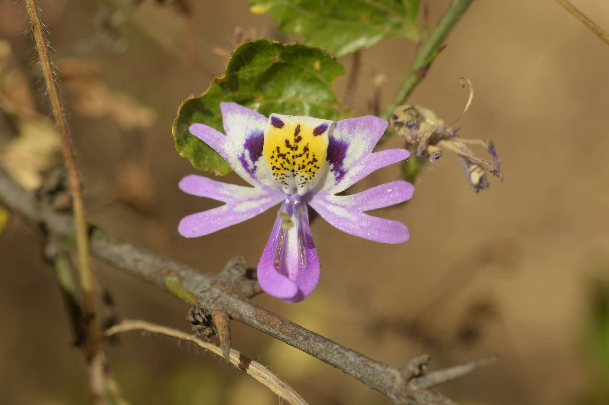 Image of Schizanthus porrigens subsp. porrigens