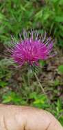 Image de Cirsium carolinianum (Walt.) Fern. & Schubert