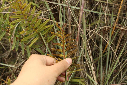 Image of Pleopeltis orientalis Sundue