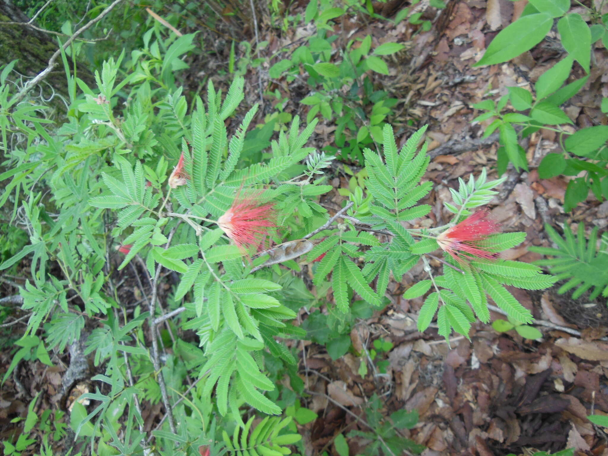 Imagem de Calliandra hirsuta (G. Don) Benth.