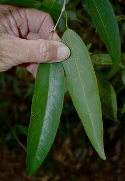 Image of Hypserpa laurina (F. Müll.) Diels