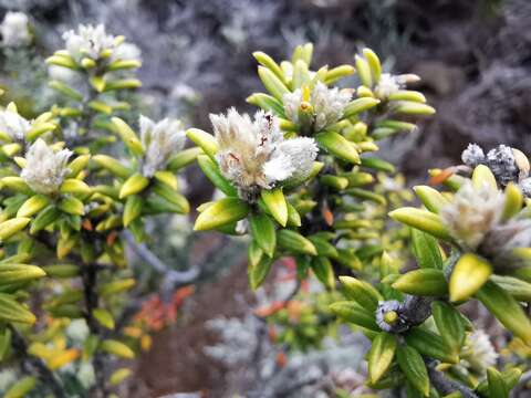 Image of Phylica nitida Lam.