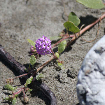 Image of pink sand verbena