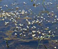 Image of Common Water-crowfoot