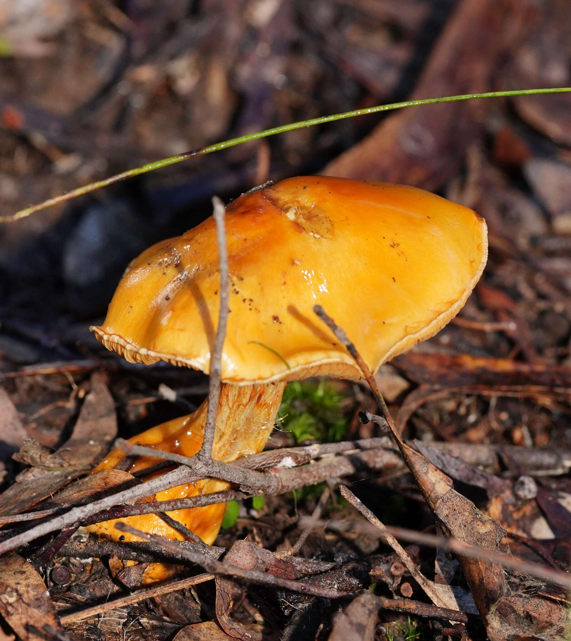 Image of Cortinarius sinapicolor Cleland 1933