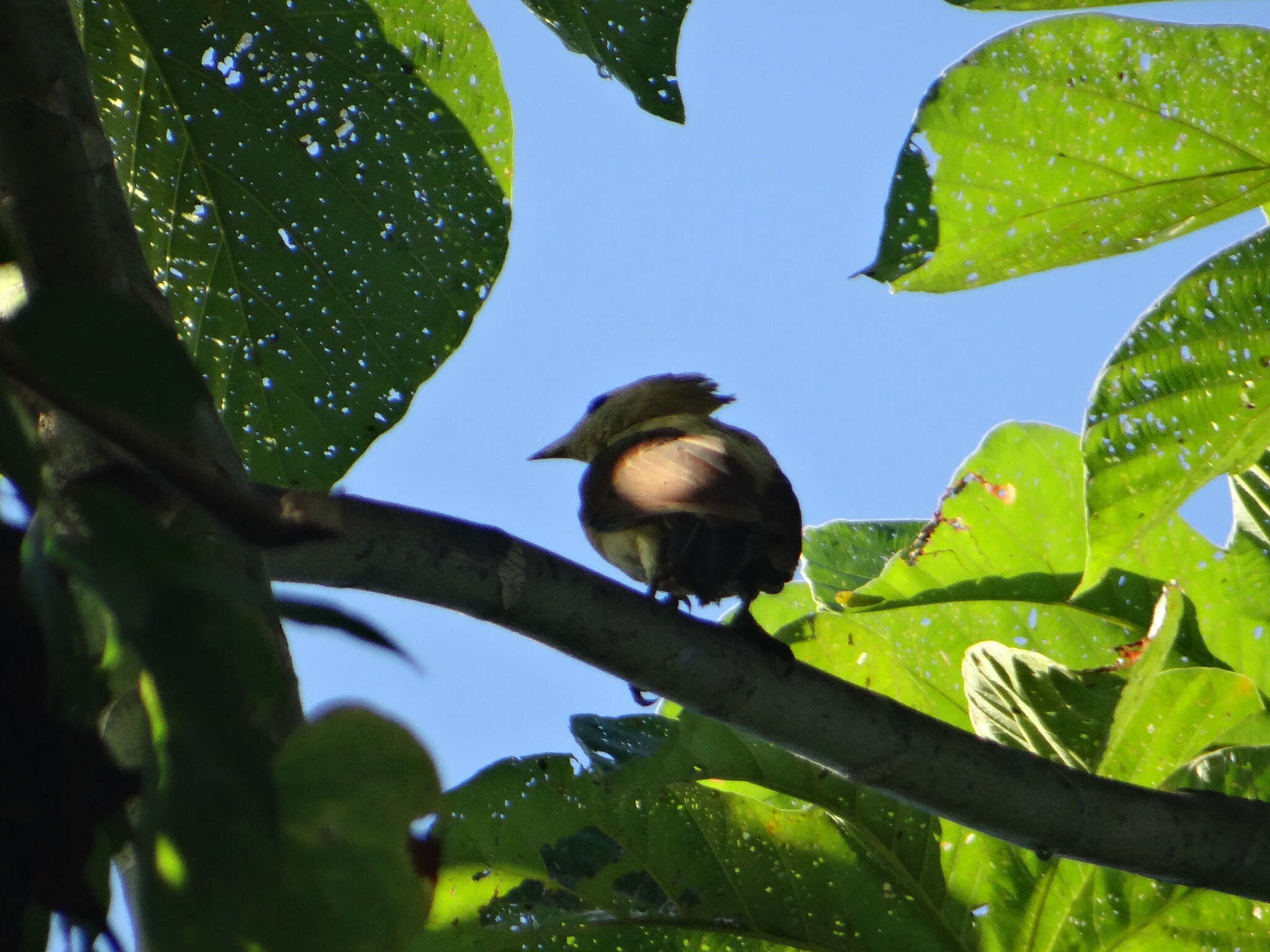 Image of Cream-colored Woodpecker