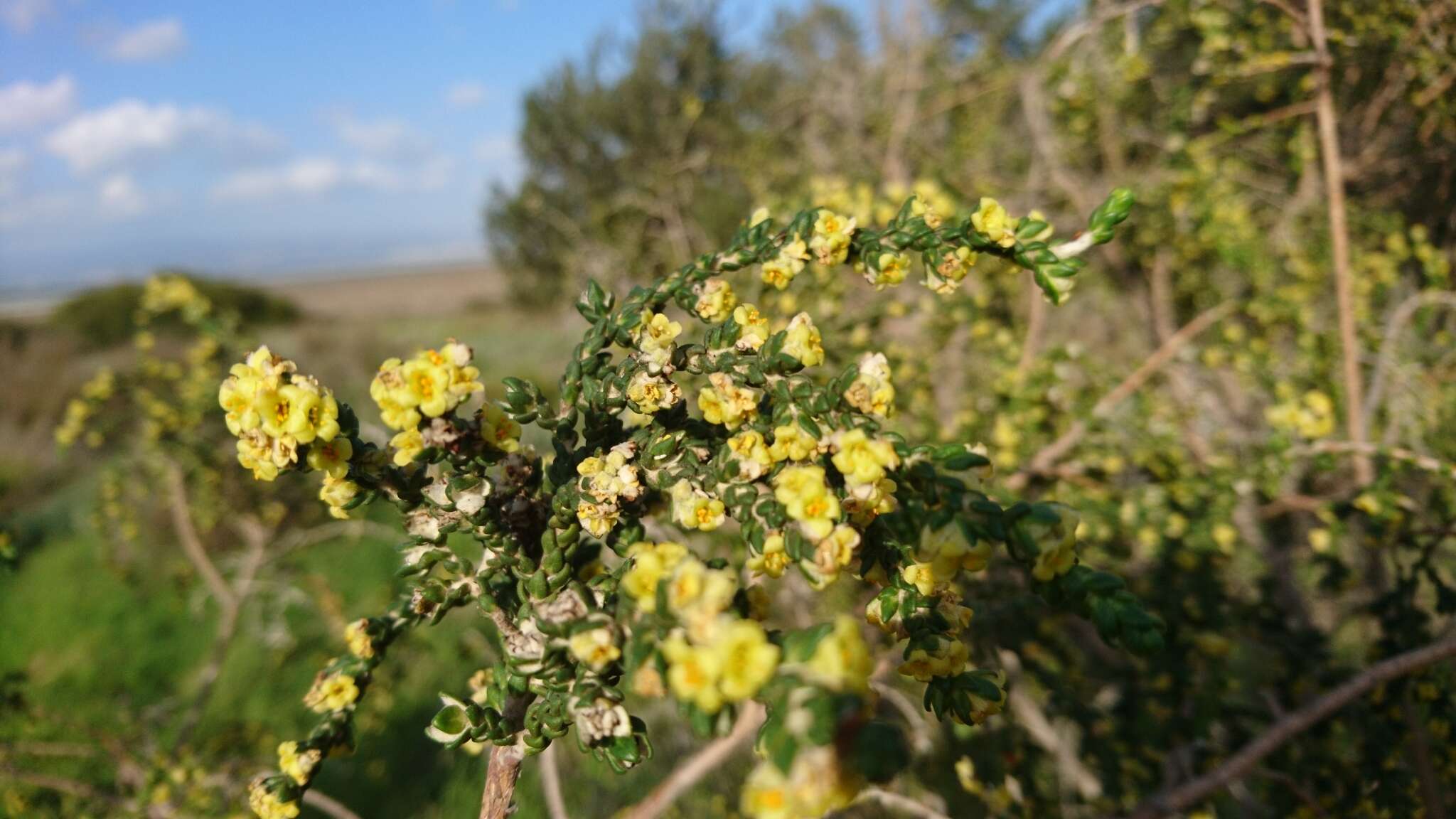 Image of Thymelaea hirsuta (L.) Endl.