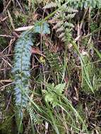 Plancia ëd Polystichum nepalense (Spreng.) C. Chr.