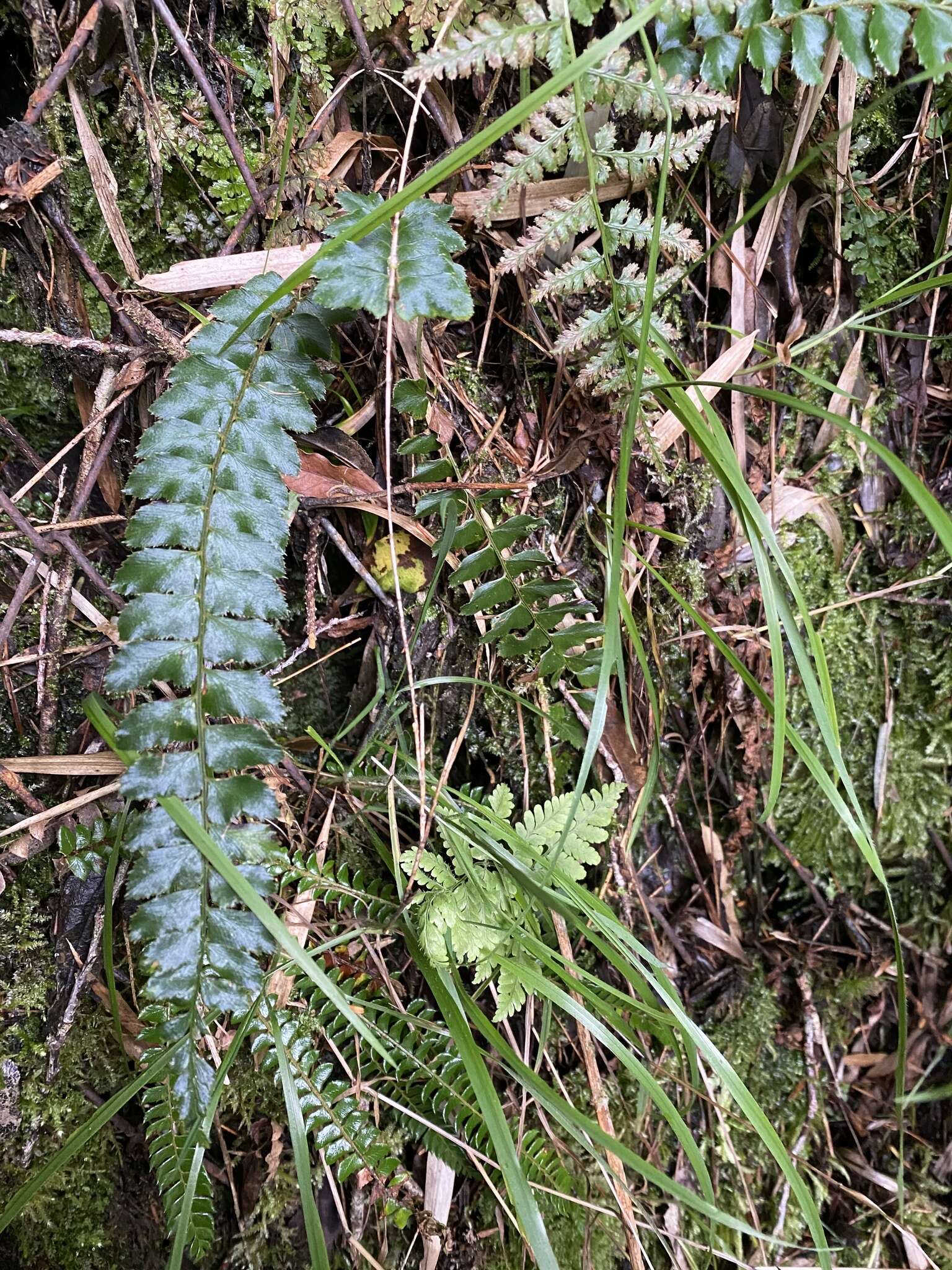 Image de Polystichum nepalense (Spreng.) C. Chr.