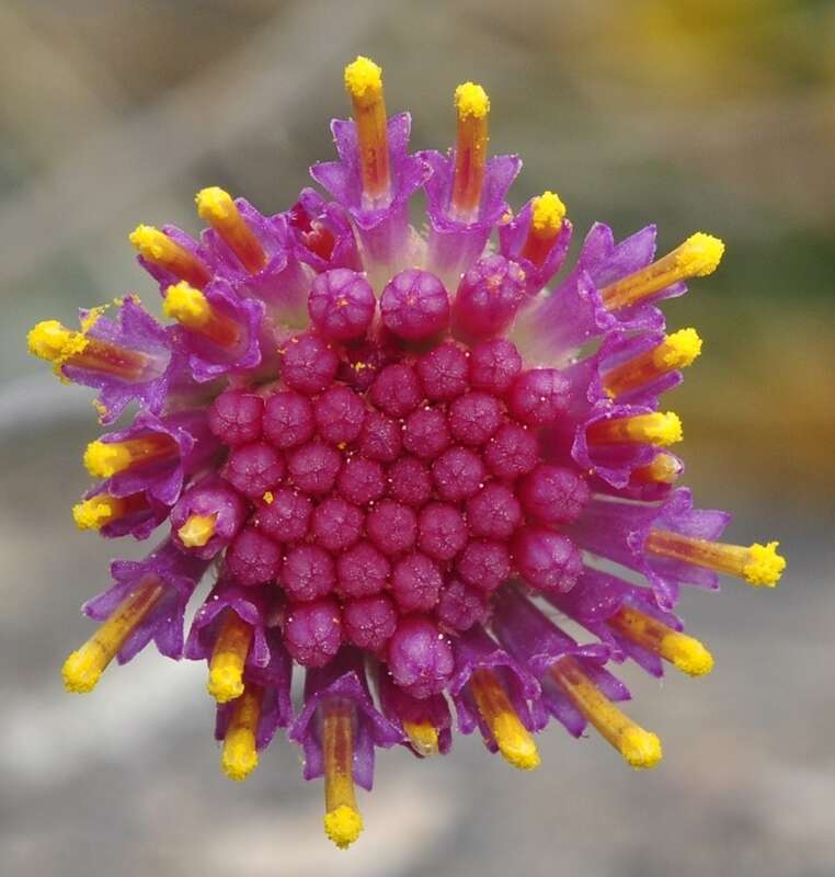 Image of Jacobaea boissieri (DC.) Pelser