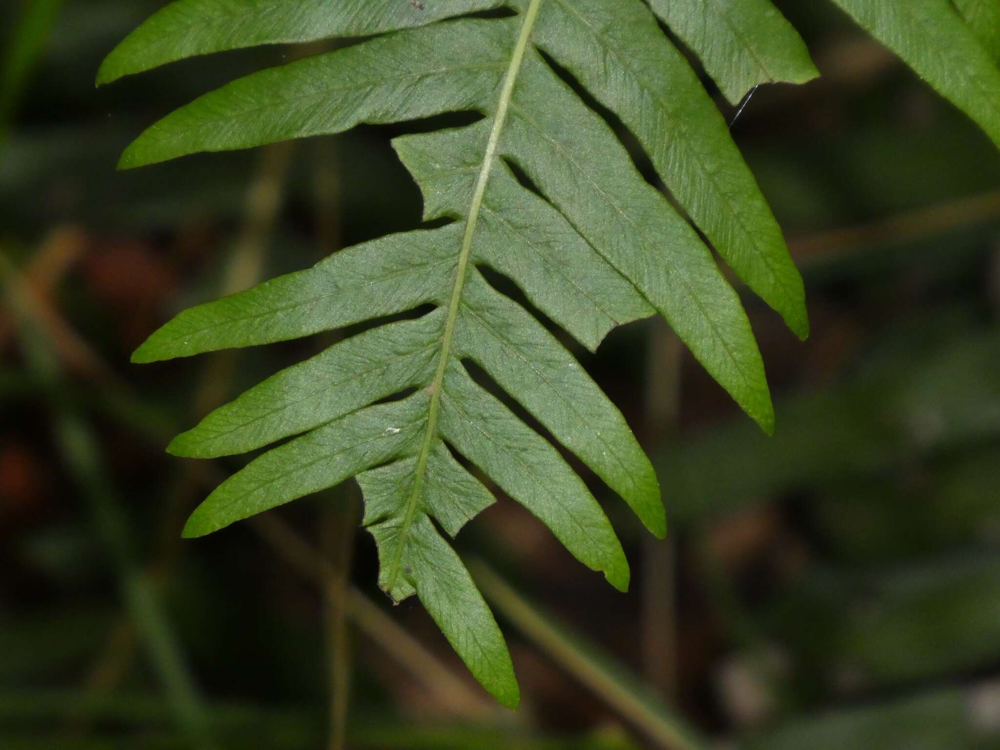 Image of Fishbone water-fern