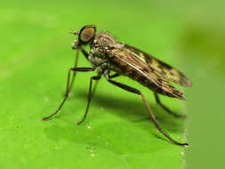 Image of Lesser Variegated Snipe Fly